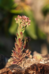 Houseleek Flower - Sempervivum on rock with nice bokeh