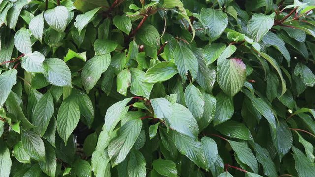 Wassertropfen nach dem Sommerregen auf gr&uuml;nen Bl&auml;tter