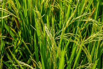 Fototapeta na wymiar Rice field with growing ripe rice ready for harvesting. Bali Island, Indonesia