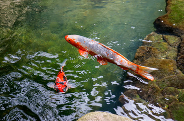 Koi fish swim in the lake