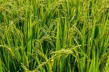 Rice field with growing ripe rice ready for harvesting. Bali Island, Indonesia