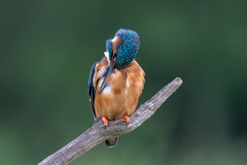 Kingfisher (Alcedo atthis) perched on a branch and preening itself