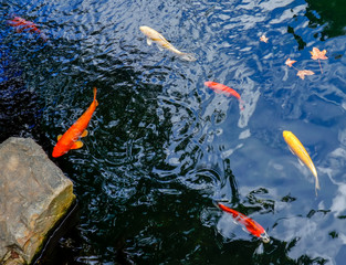 Koi fish swim in the lake