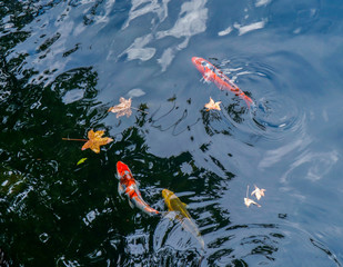 Koi fish swim in the lake