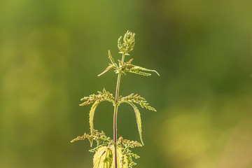 Nettle - Urtica dioica on green forest background in nice light and with beautiful bokeh.
