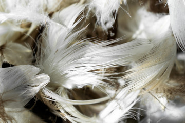 white and brown duck feathers