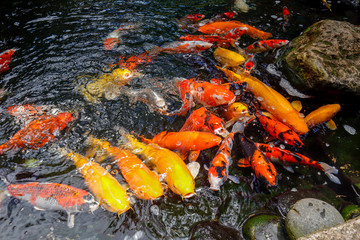 Obraz na płótnie Canvas Koi fish swim in the lake