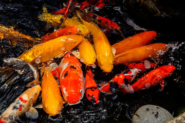 Koi fish swim in the lake