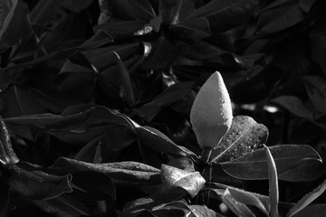 Magnolia Bud outdoors in the sunshine