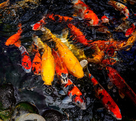 Koi fish swim in the lake