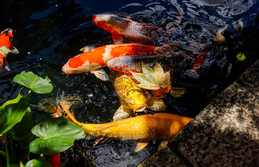 Koi fish swim in the lake