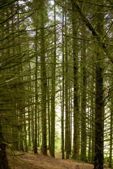 footpath in the forest