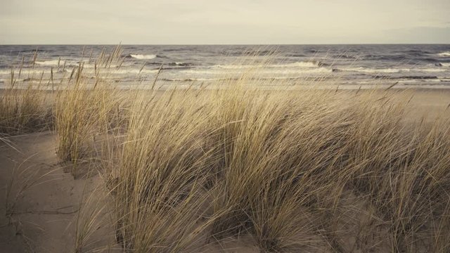 People walk on the beach of the Baltic Sea in the background of a storm and dry grass. Latvia, Baltic state