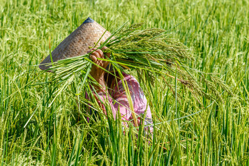 Balinese woman in a traditional conical hat collecting rice on a paddy field. Bali, Indonesia. No face.