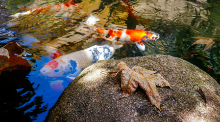 Koi fish swim in the lake