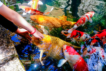 Koi fish swim in the lake