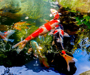 Koi fish swim in the lake