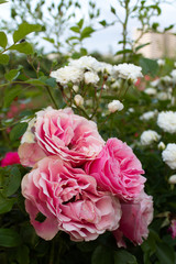 Pink rose, love flower buds, rose petals, shrub, garden, close up, banner