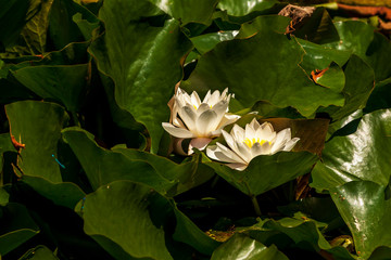White Water Lily - Nymphaea alba is blooming in green leaves.