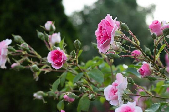 Pink rose, love flower buds, rose petals, shrub, garden, close up, banner