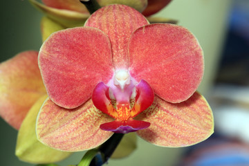 Phalaenopsis