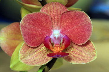 Phalaenopsis