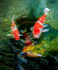 Koi fish swim in the lake
