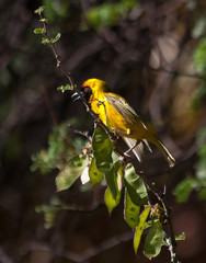 Male lesser masked weaver (Ploceus intermedius) sings with shivering wings to attract a female...