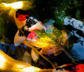 Maple leaves on the lake