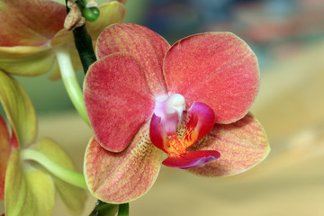 Phalaenopsis