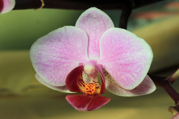Phalaenopsis