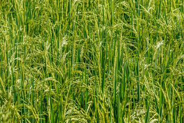 Rice field with growing ripe rice ready for harvesting. Bali Island, Indonesia