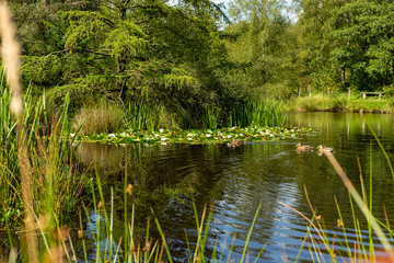 Obraz premium pond in the park
