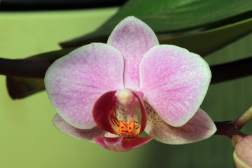 Phalaenopsis