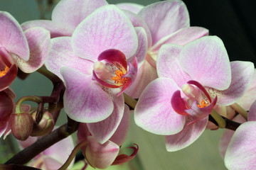 Obraz na płótnie Canvas Phalaenopsis