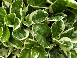 Soft yellow and green leaves of ground cover plants background.