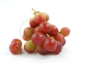 Red grapes on the vine on a white background