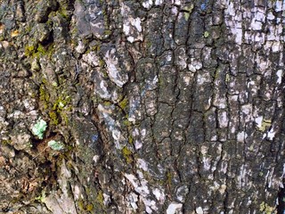 tree bark texture