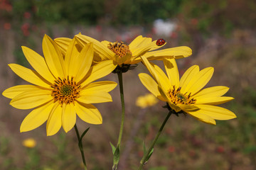 A bunch of yellow flowers that pollinate a bee