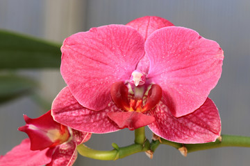 Phalaenopsis
