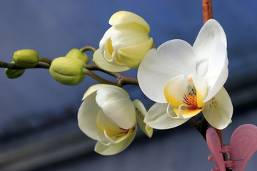 Phalaenopsis
