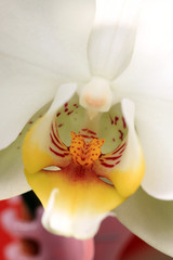 Phalaenopsis