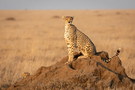 Female cheetah mother sitting on a termite mound with her tiny cub peeking from behind termite mound in Serengeti Tanzania