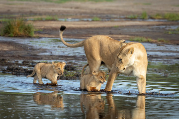 Naklejka na ściany i meble Mother and her two lion cubs wading through water in Ndutu in Tanzania