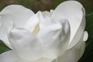 Fototapeta na wymiar White Magnolia Blossom on the Tree