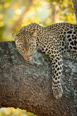 A vertical portrait of a beautiful leopard lying in a tree looking alert in Kruger Park South Africa