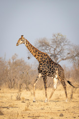Male adult giraffe with dark pattern walking in dry winter bush in Kruger South Africa