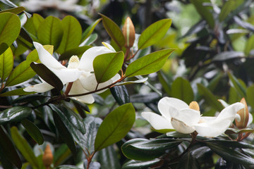 Fototapeta na wymiar White Magnolia Blossom on the Tree