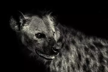 Vlies Fototapete Hyäne Jäger der Nacht