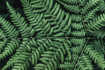 Abstract close-up view of a fern leaf. Concept of green virgin and fresh nature